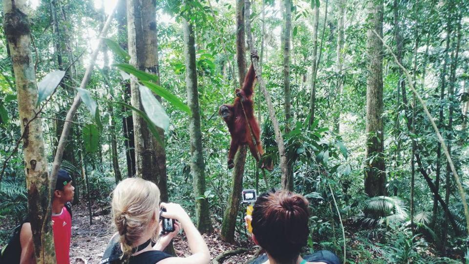 Orangutantreksumatra & Lovely Jungle Lodge Only Book If You Are Treking With Us Bukit Lawang Exteriör bild