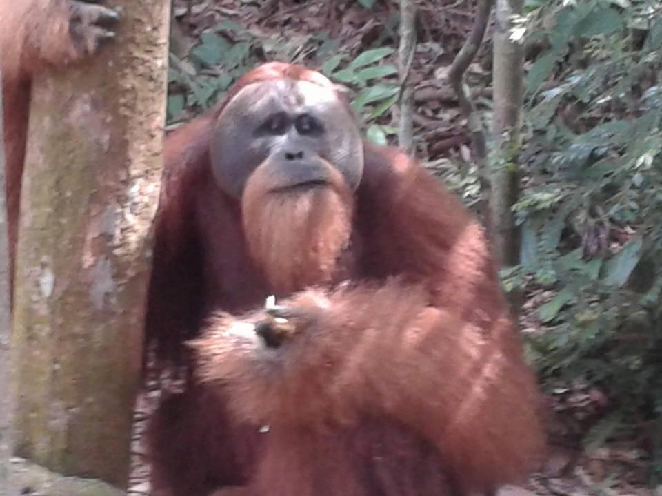 Orangutantreksumatra & Lovely Jungle Lodge Only Book If You Are Treking With Us Bukit Lawang Exteriör bild