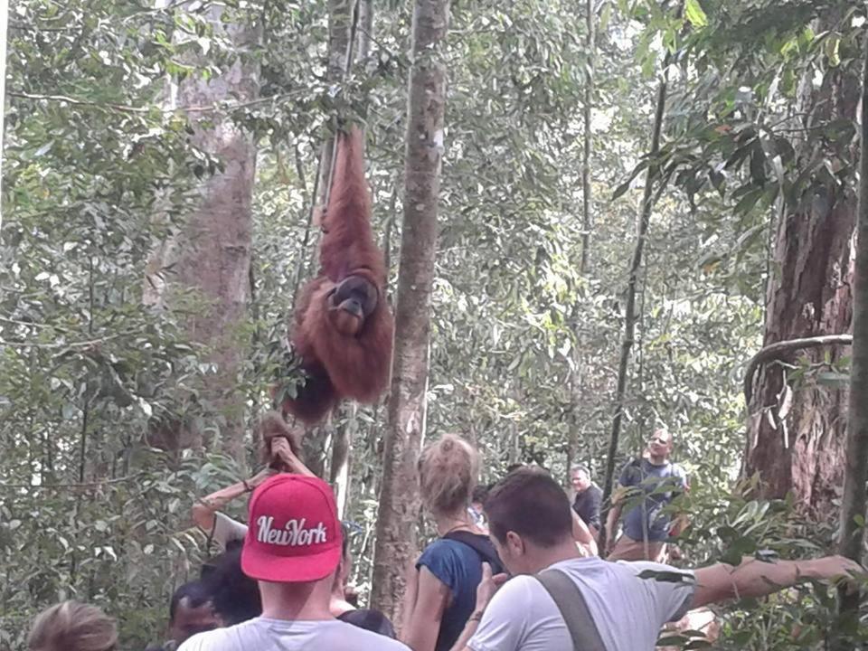 Orangutantreksumatra & Lovely Jungle Lodge Only Book If You Are Treking With Us Bukit Lawang Exteriör bild