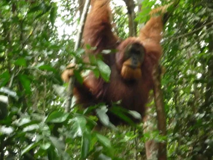 Orangutantreksumatra & Lovely Jungle Lodge Only Book If You Are Treking With Us Bukit Lawang Exteriör bild