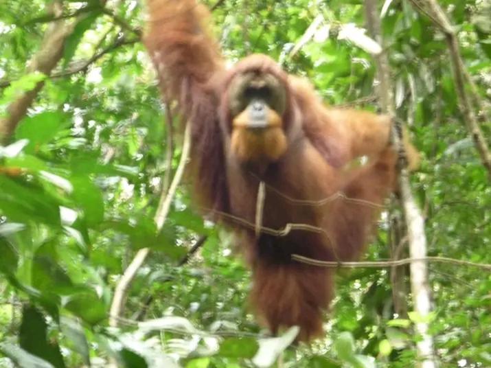 Orangutantreksumatra & Lovely Jungle Lodge Only Book If You Are Treking With Us Bukit Lawang Exteriör bild