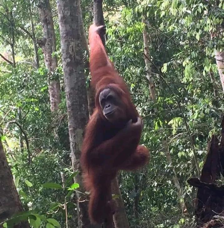 Orangutantreksumatra & Lovely Jungle Lodge Only Book If You Are Treking With Us Bukit Lawang Exteriör bild