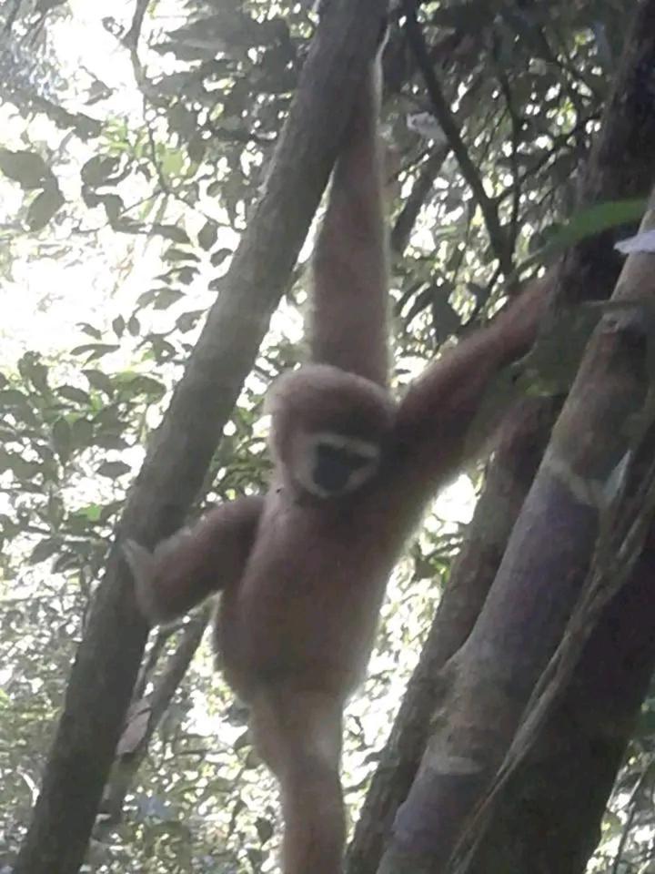 Orangutantreksumatra & Lovely Jungle Lodge Only Book If You Are Treking With Us Bukit Lawang Exteriör bild