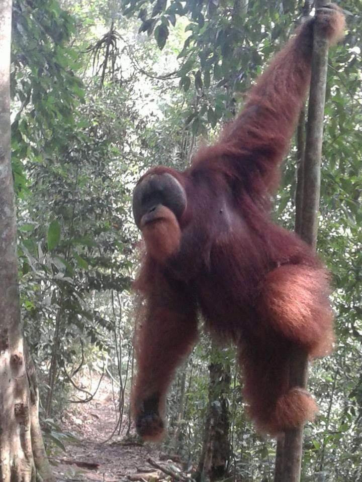 Orangutantreksumatra & Lovely Jungle Lodge Only Book If You Are Treking With Us Bukit Lawang Rum bild