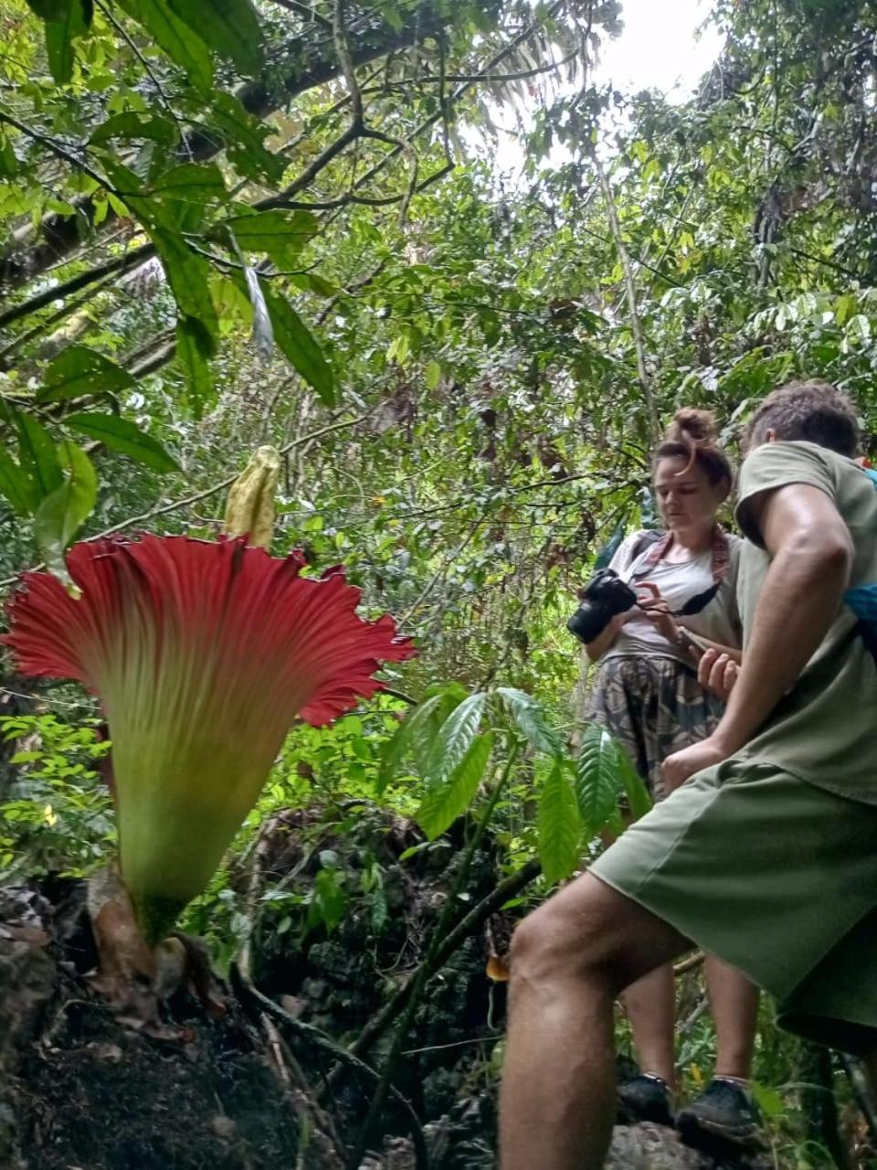 Orangutantreksumatra & Lovely Jungle Lodge Only Book If You Are Treking With Us Bukit Lawang Exteriör bild